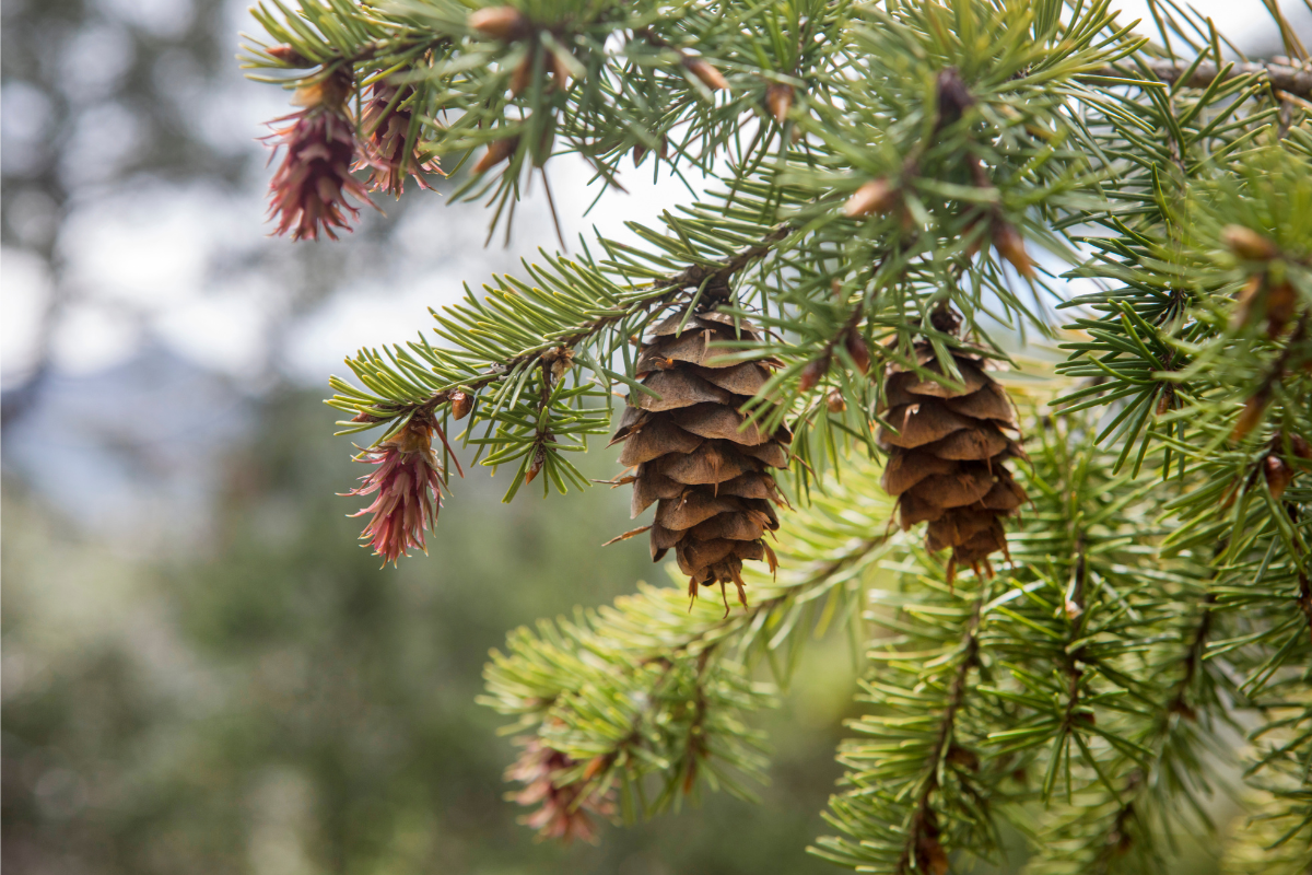 A Pine Cone Indicating Aromatic Compounds - Entour Brand - Entour Aromatic Terpenes