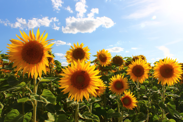 A person smiling in a flower field - Entour Botanical Specialists - Flowers vs Concentrates
