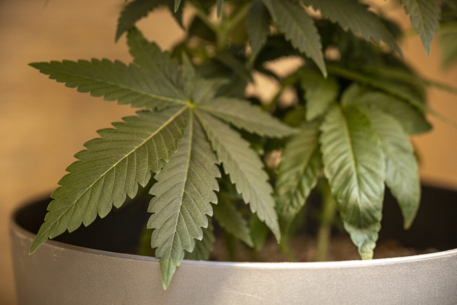 Fresh cannabis plant with green leaves