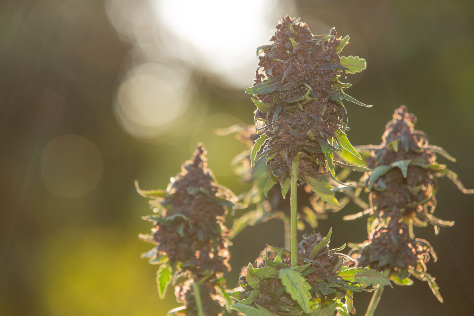 Purple cannabis flower buds close-up