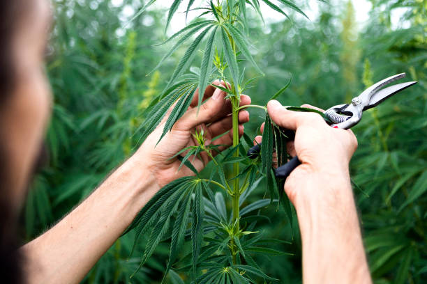 Young Rastafarian holding cannabis plants