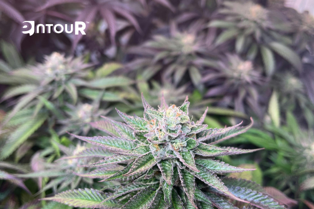 Why Your Cannabis Experience Depends on More Than THC