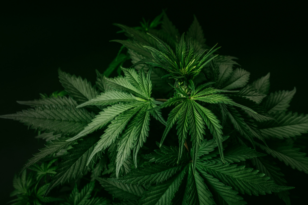 Unlocking Mental Performance with Cannabis Terpenes