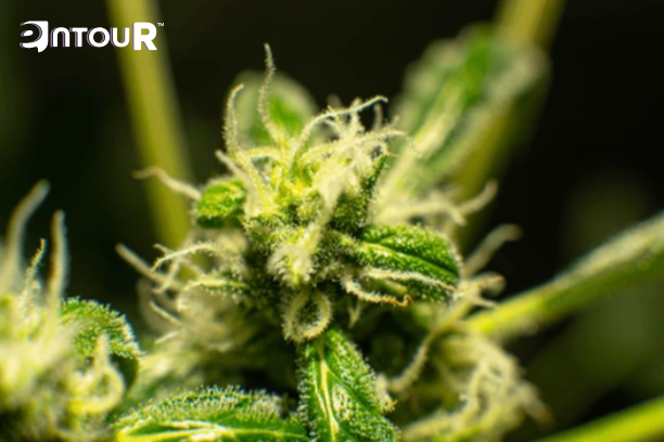 Why Terpenes Are Gaining Ground as Natural Anxiety Solutions