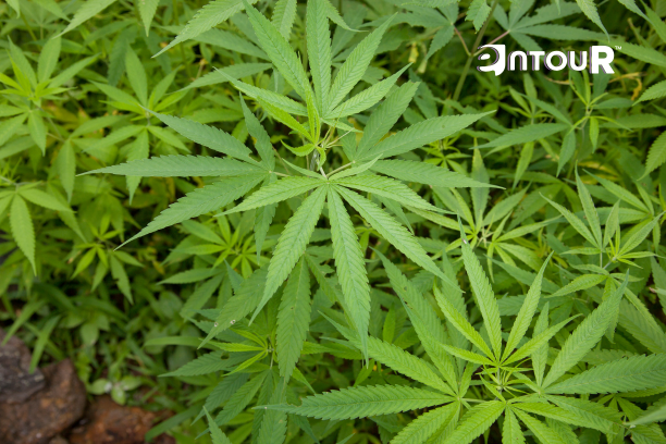 Why Terpenes Are Transforming Natural Pain Management