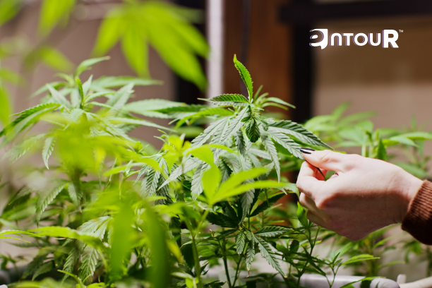 Why Terpenes Are Gaining Attention for ADHD Management