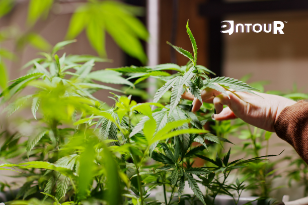 The Aromatic Revolution: Understanding Terpene Applications in 2026