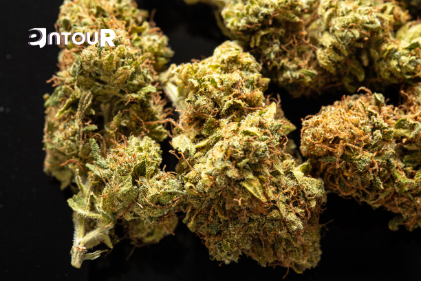 Why Terpenes Are the Secret to Superior Relaxation Formulations